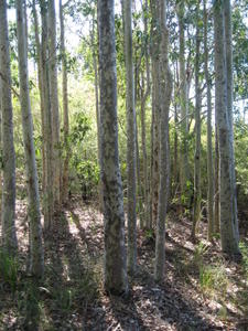 Corymbia maculata new growth trunks