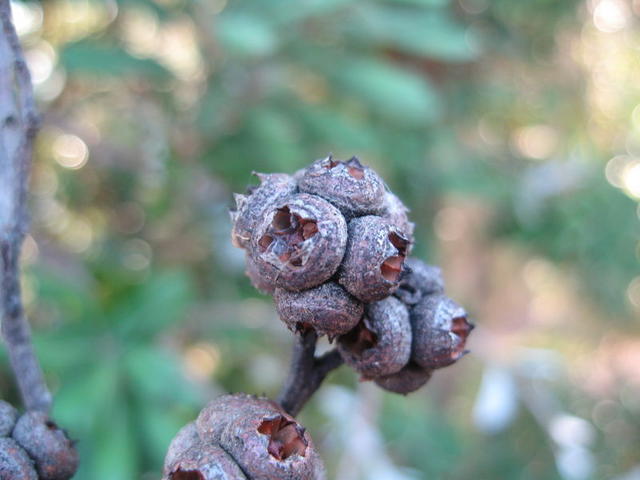 Eucalyptus agglomerata fruit 