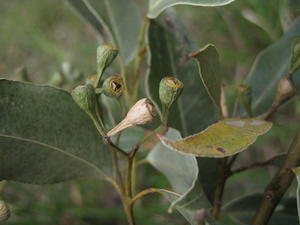 Eucalyptus microcorys fruit