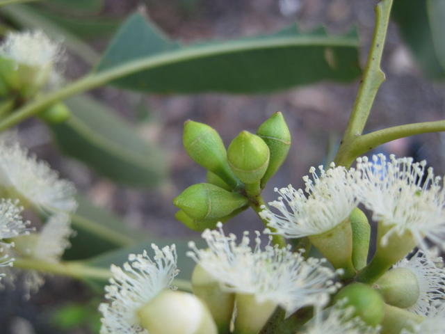 Eucalyptus grandis buds