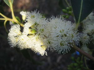 Eucalyptus grandis flowers