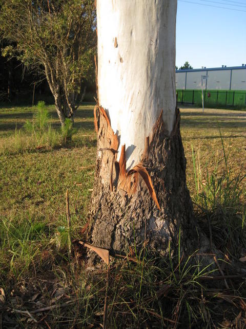 Eucalyptus grandis short collar and powdery white bark