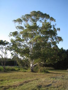 Eucalyptus grandis tree shape in town