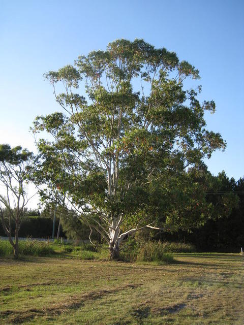 Eucalyptus grandis tree shape in town