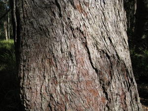 Eucalyptus resinifera bark 