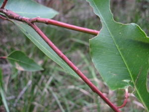 Eucalyptus robusta red branchlet