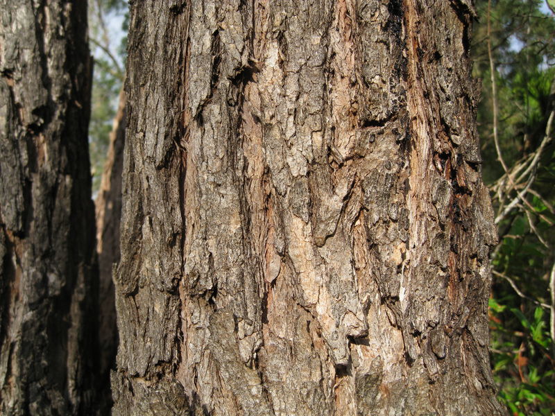 Eucalyptus robusta x tereticornis hybrid bark