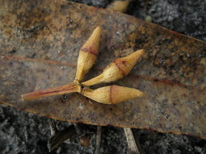 Eucalyptus robusta x tereticornis hybrid - buds