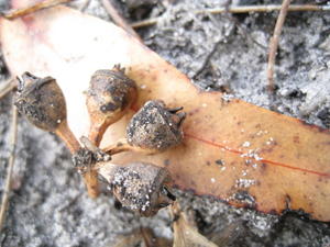 Eucalyptus robusta x tereticornis hybrid - fruit