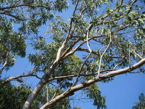 Eucalyptus robusta x tereticornis hybrid - smooth branches