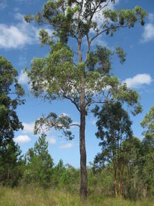 Eucalyptus siderophloia tree shape