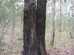 Eucalyptus sideroxylon bark 