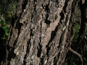 Eucalyptus sideroxylon bark 