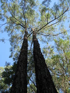 Eucalyptus sideroxylon tree shape