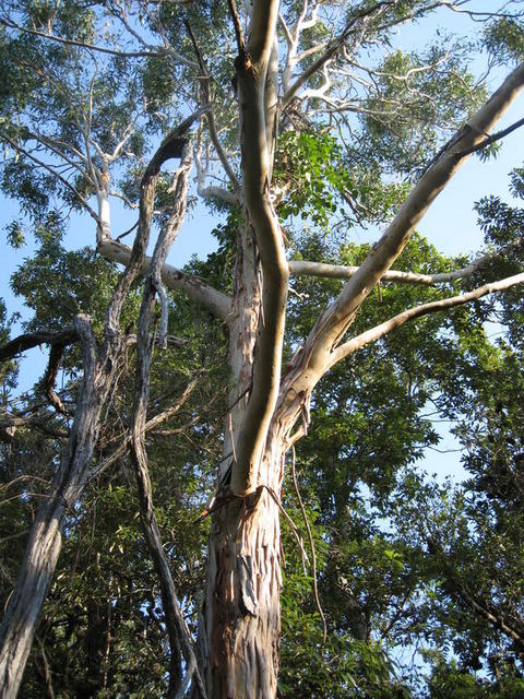 Eucalyptus tereticornis tree shape