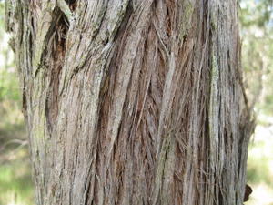 Eucalyptus umbra deep, fibrous bark 