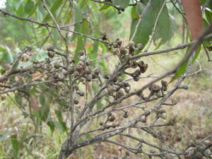 Eucalyptus umbra fruit 