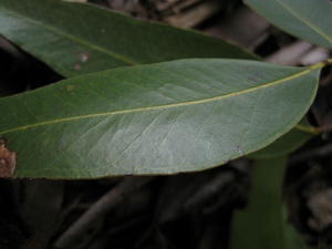 Eucalyptus umbra glossy broad deep green leaf