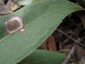 Eucalyptus umbra leaf tip and veins