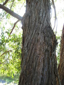 Eucalyptus umbra may have twisting bark