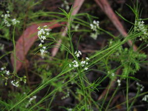 Platysace linearifolia branchlets