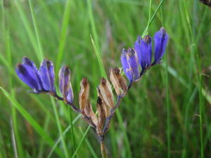 Burmannia disticha flower and fruit