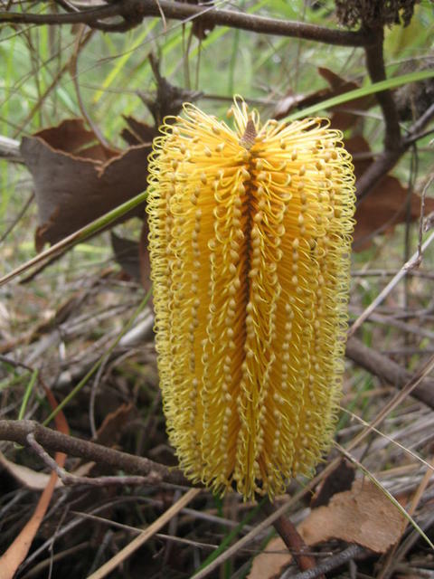 Banksia spinulosa yellow cone