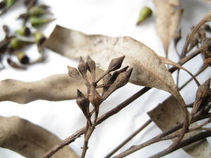 Eucalyptus crebra diamond shaped buds 