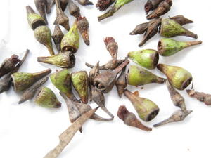 Eucalyptus crebra fruit and buds