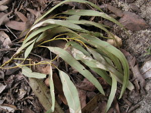 Eucalyptus crebra leaves