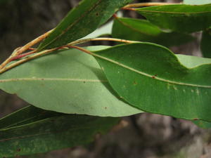 Eucalyptus paniculata with obviously paler underside of leaf