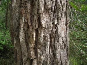 Eucalyptus paniculata pale grey iron bark