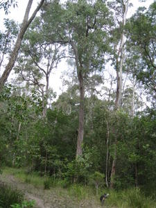 Eucalyptus paniculata tree shape - pale bark
