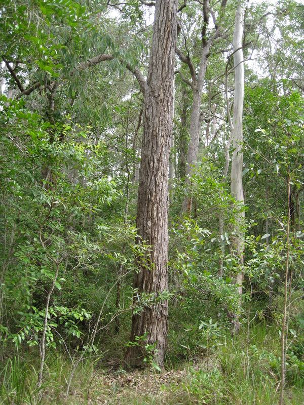 Eucalyptus paniculata trunk