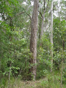 Eucalyptus paniculata trunk