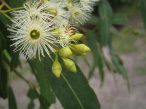 Eucalyptus paniculata diamond shaped buds