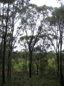 Eucalyptus paniculata community
