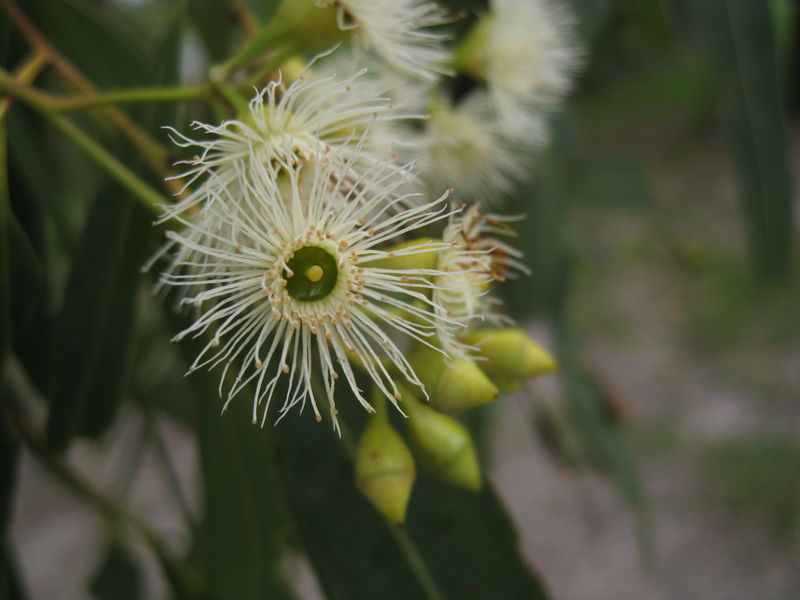 Eucalyptus paniculata flower 