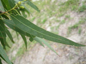 Eucalyptus paniculata leaf