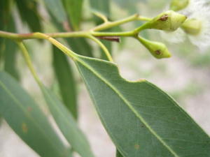 Eucalyptus paniculata veins