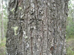 Eucalyptus crebra bark