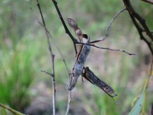 Acacia falcata seed pods