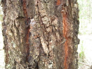 Eucalyptus siderophloia deeply furrowed bark with tan crevices 