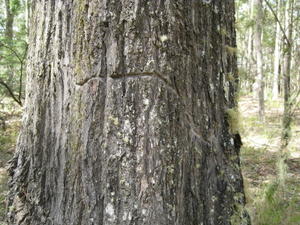 Eucalyptus siderophloia bark with glider wound