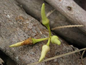 Eucalyptus amplifolia buds