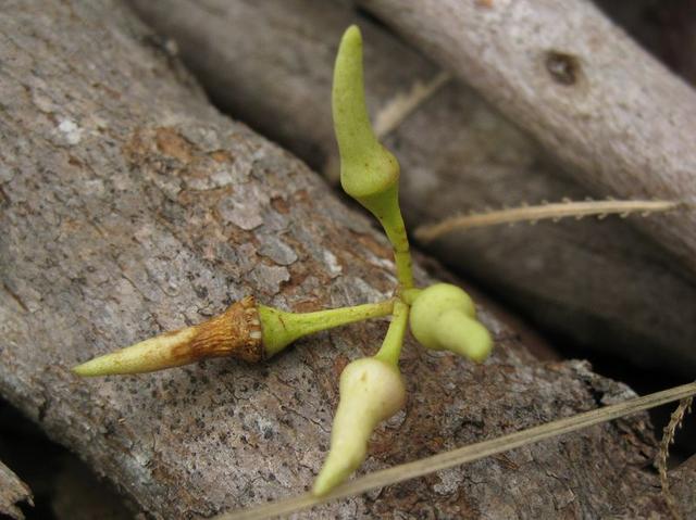 Eucalyptus amplifolia buds