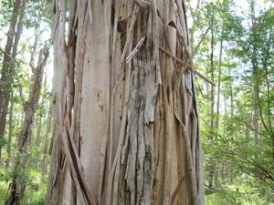 Eucalyptus amplifolia losing bark 
