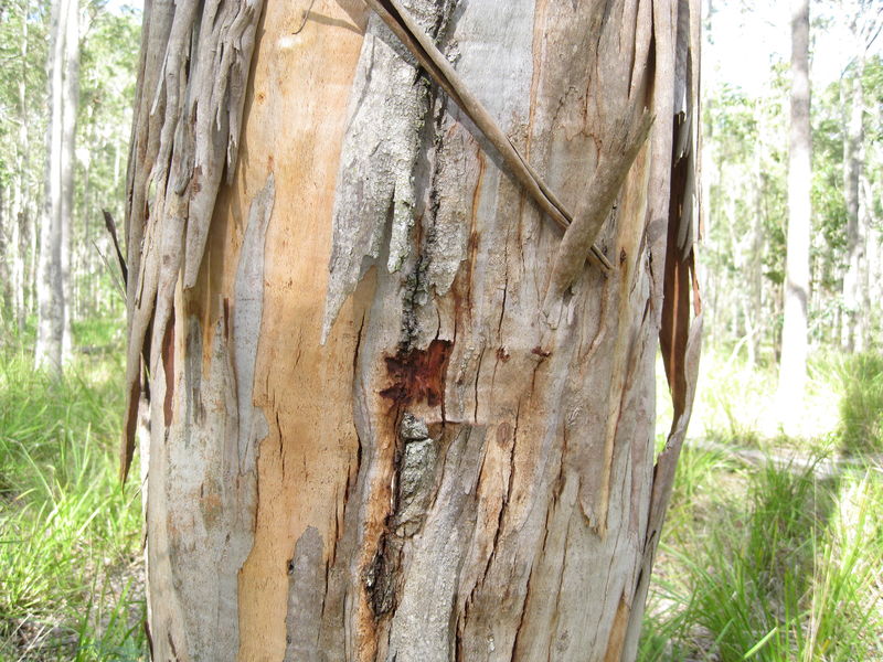 Eucalyptus amplifolia losing bark and showing the new orange bark