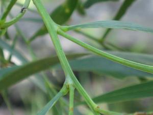 Acacia implexa branchlets