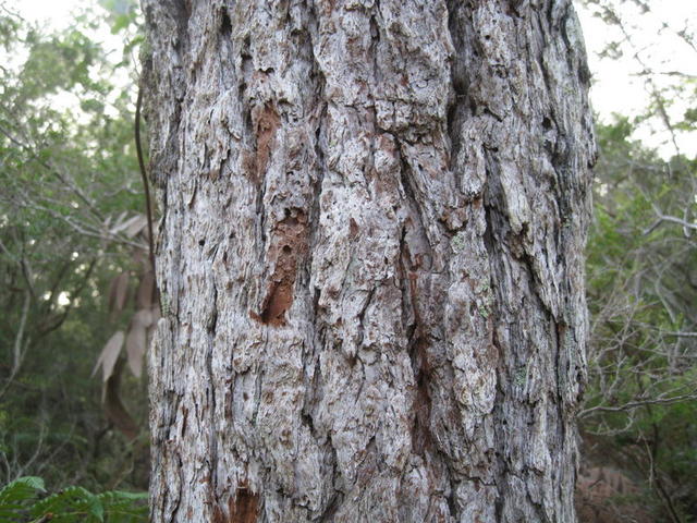 Eucalyptus robusta old grey bark 